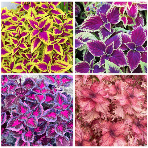 Coleus Rainbow Mix seeds for sowing in well-drained soil.