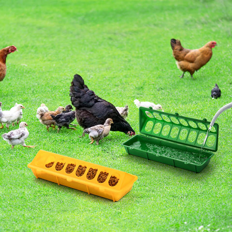 Coloch feeder used by chicks for fresh, accessible feed.