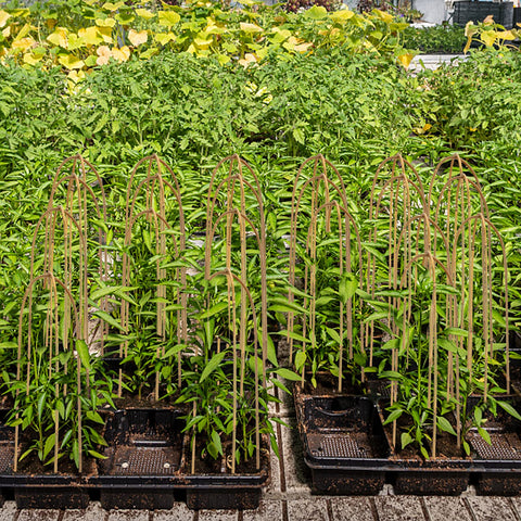Coloch easy-install plant stake stays firmly in soil with no assembly.