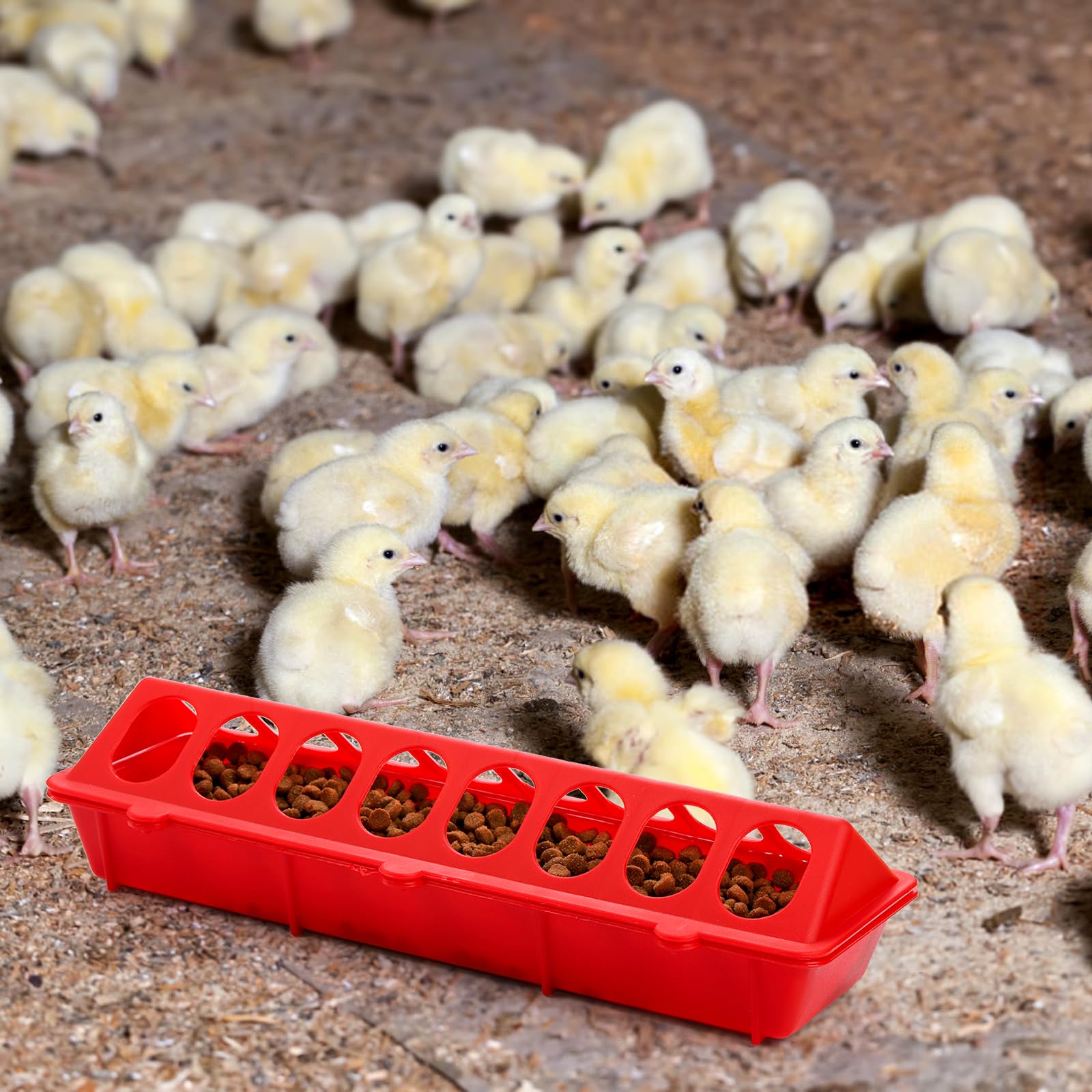 Coloch multi-poultry feeder suitable for chickens, pigeons, quails, and ducks.