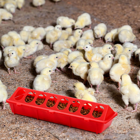 Coloch multi-poultry feeder suitable for chickens, pigeons, quails, and ducks.