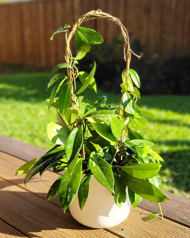 Coloch pot-friendly trellis system for vines and small climbers.