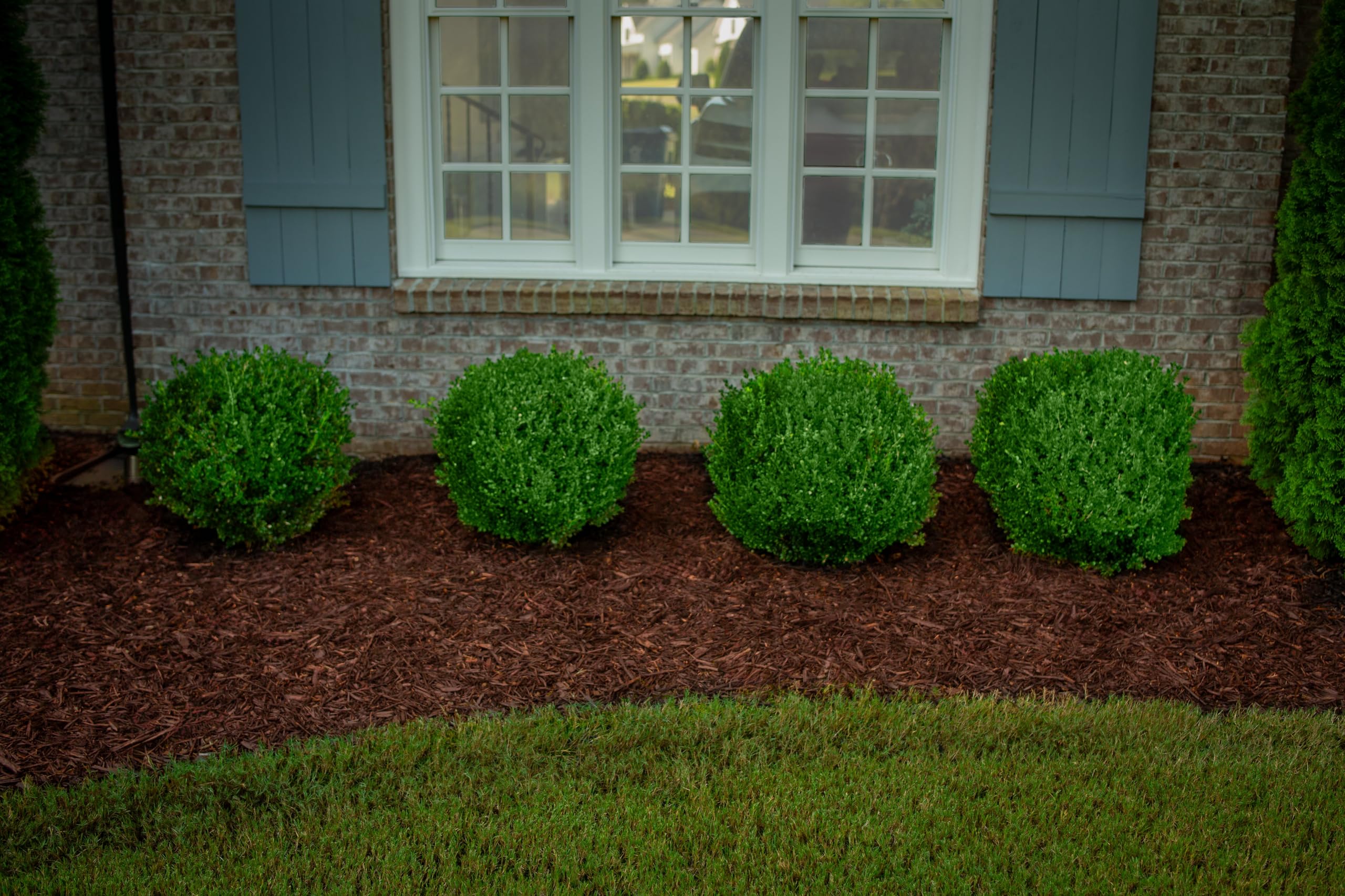 ColorBack Mulch Dye after treatment reveals vibrant landscape beds.