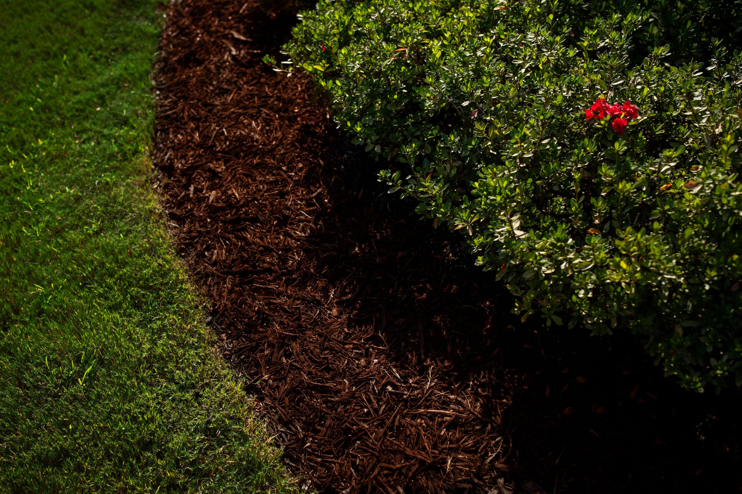 ColorBack Brown Mulch Dye applied with a pump sprayer on mulch.