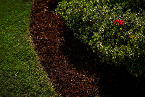 ColorBack Brown Mulch Dye applied with a pump sprayer on mulch.