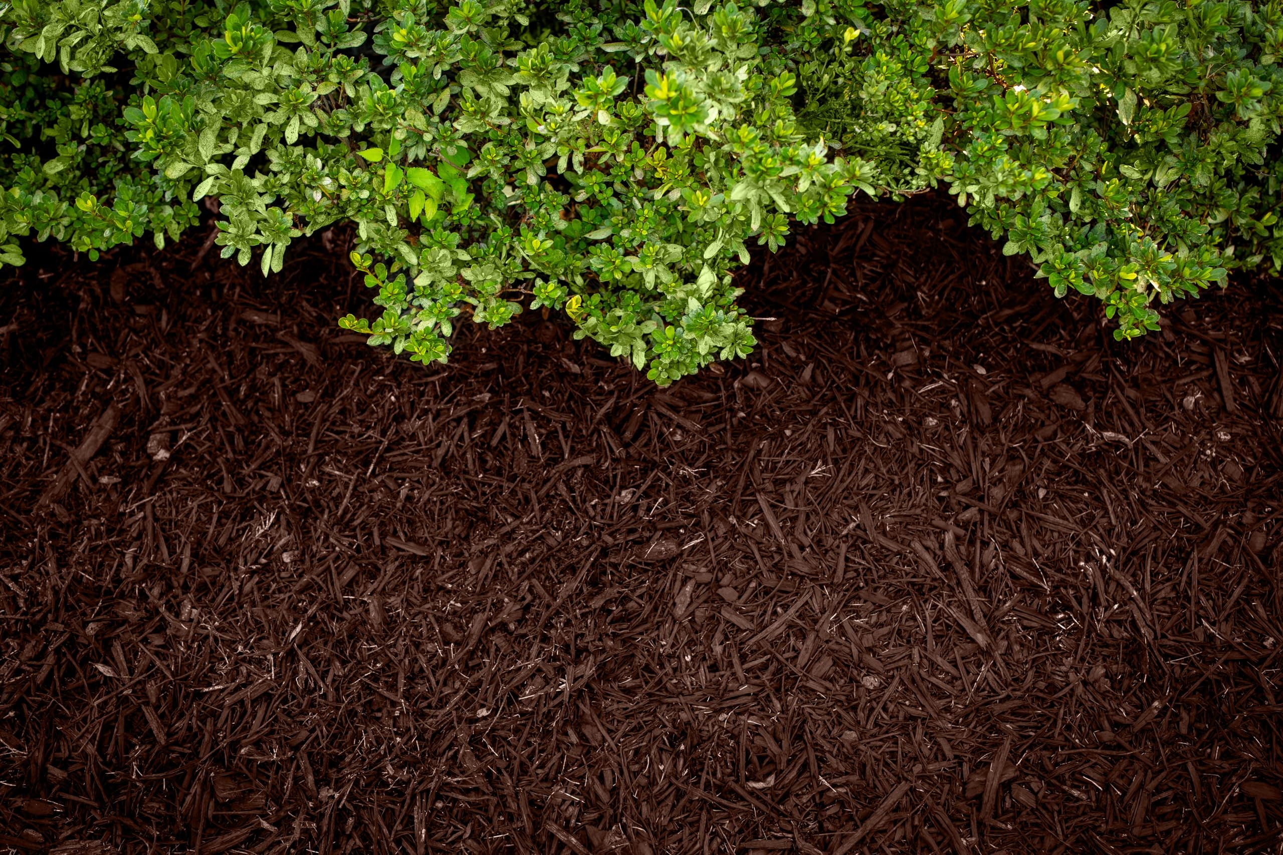ColorBack Brown Mulch Dye on pine straw with renewed color.