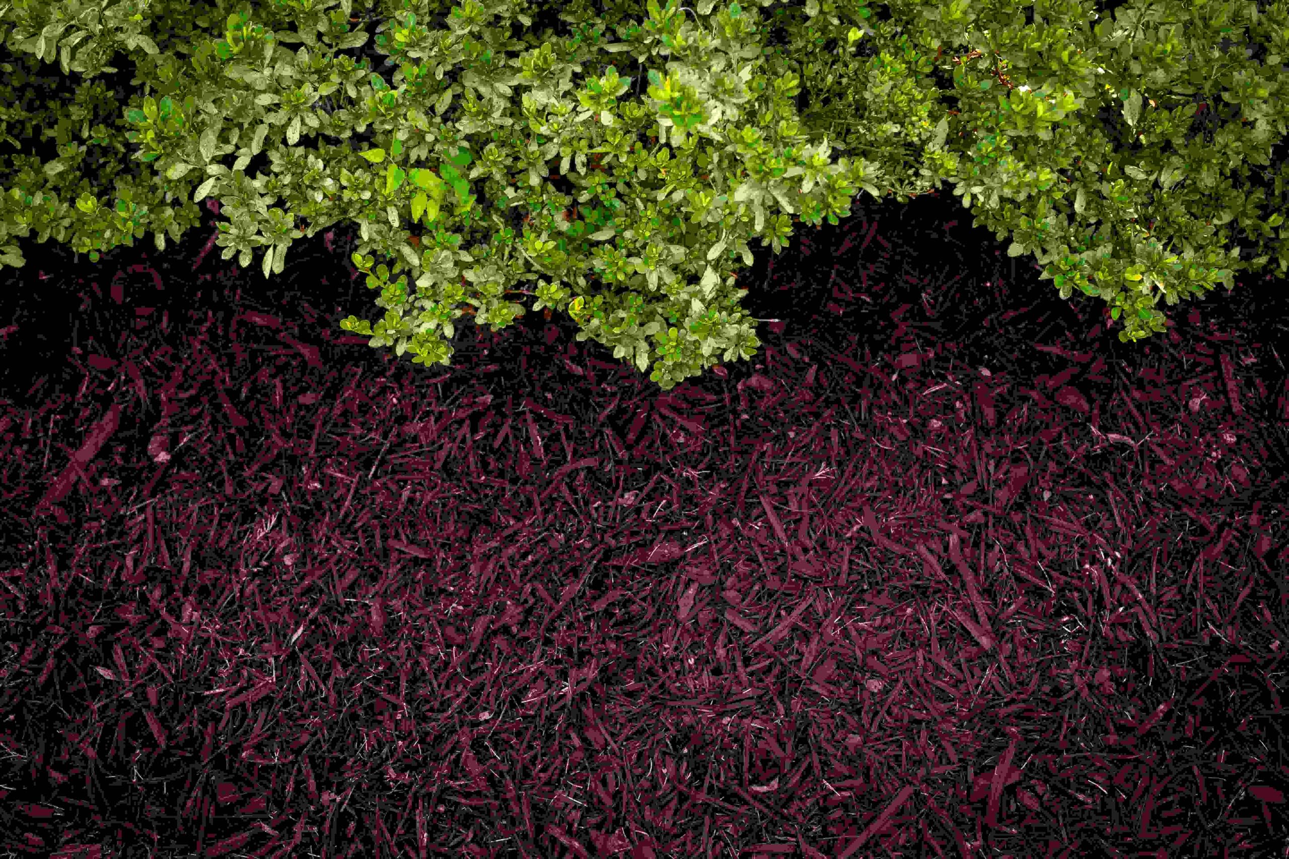 Even pump-spray application enables quick landscape refresh.
