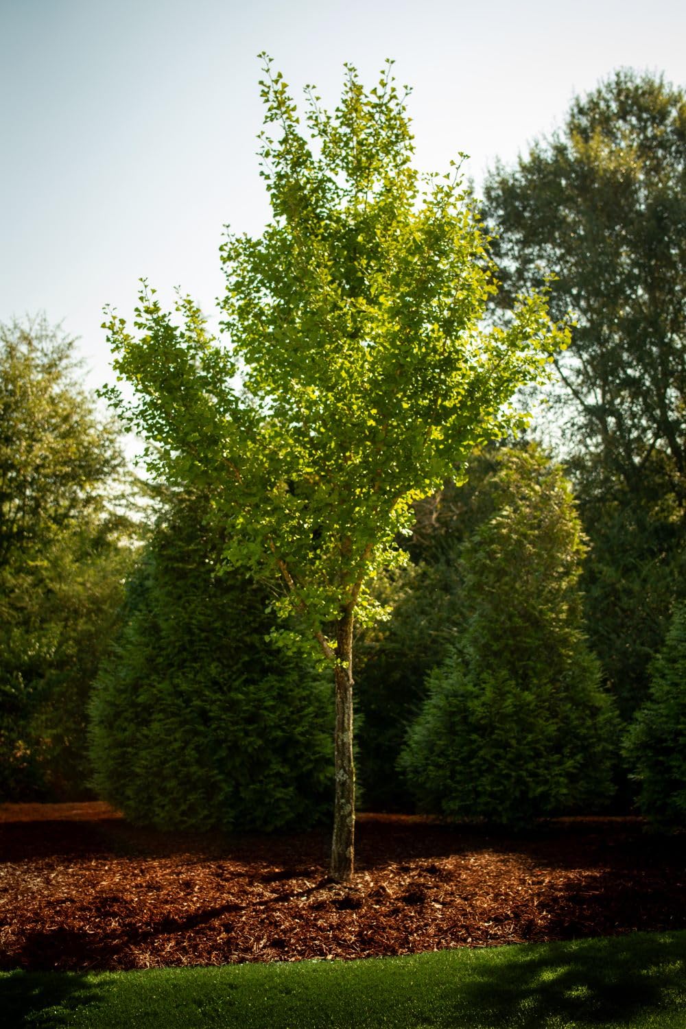 Suitable for wood chips in mulch beds and pathways.