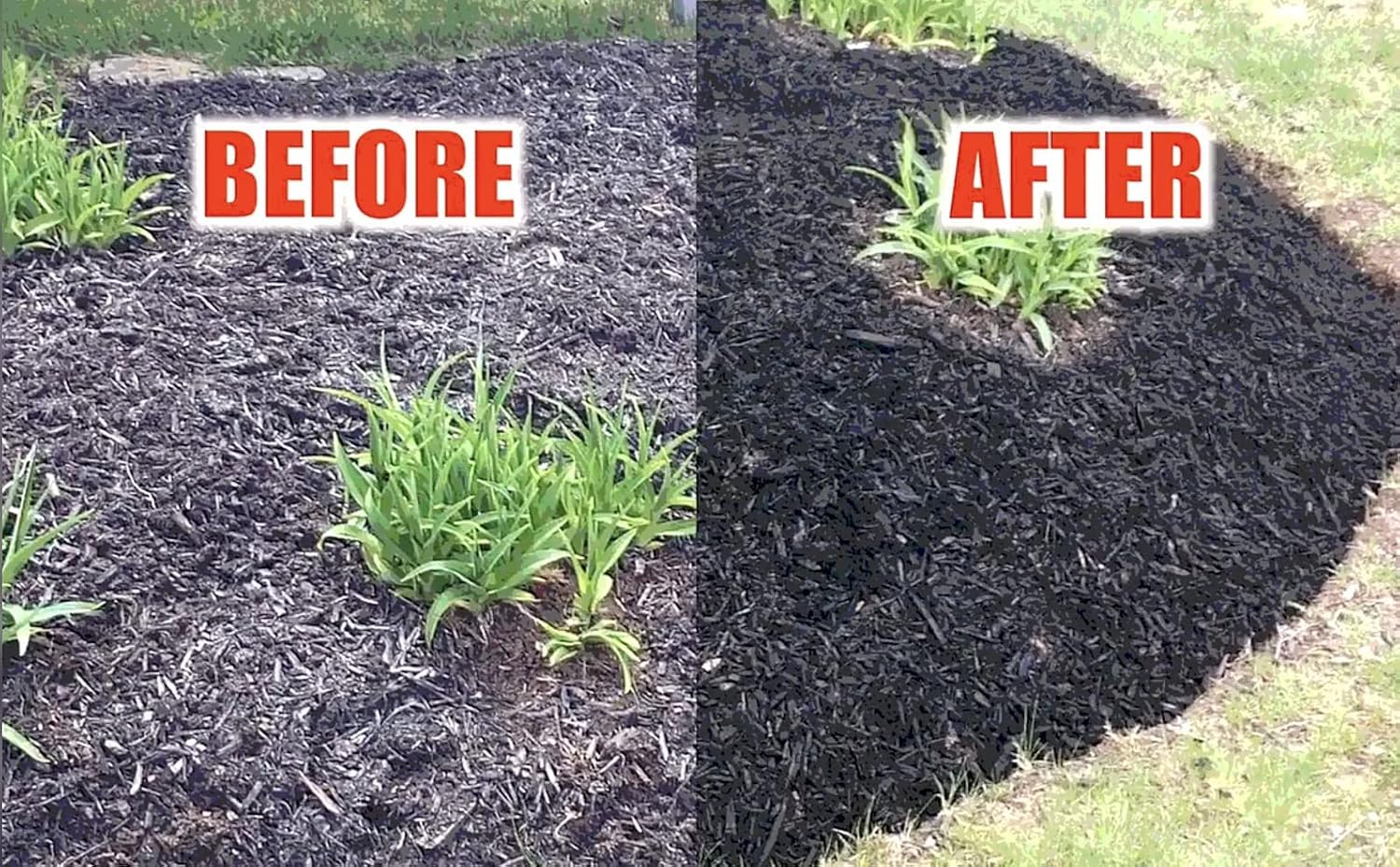 COLORBACK Pine straw color restoration helps maintain moisture balance.