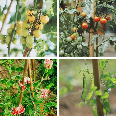 Outdoor garden use for supporting climbing vegetables in sun.