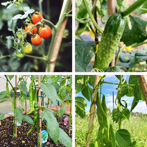 COLOtime bamboo stakes suitable for poles, beans, cucumbers