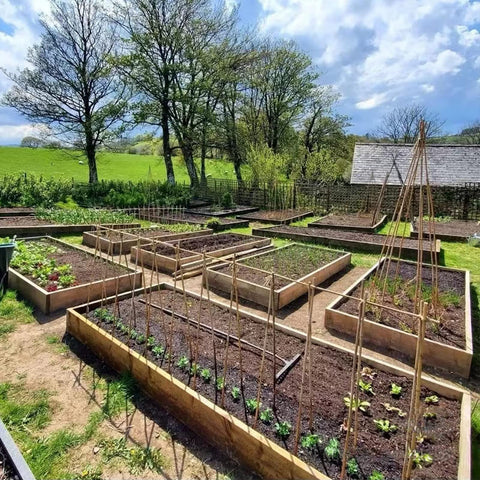 COLOtime bamboo stakes trellis assembly enables custom plant support structures.