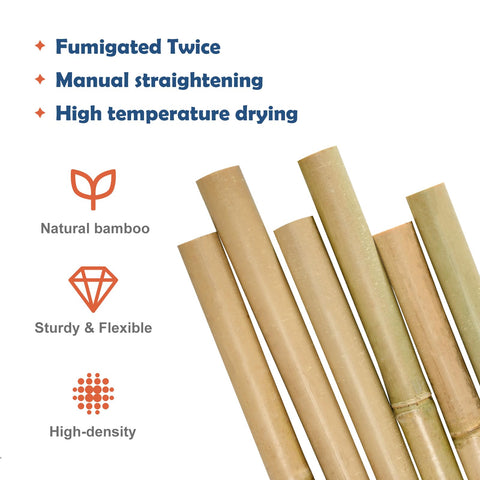 Colotime bamboo stakes forming a trellis assembly for climbing plants