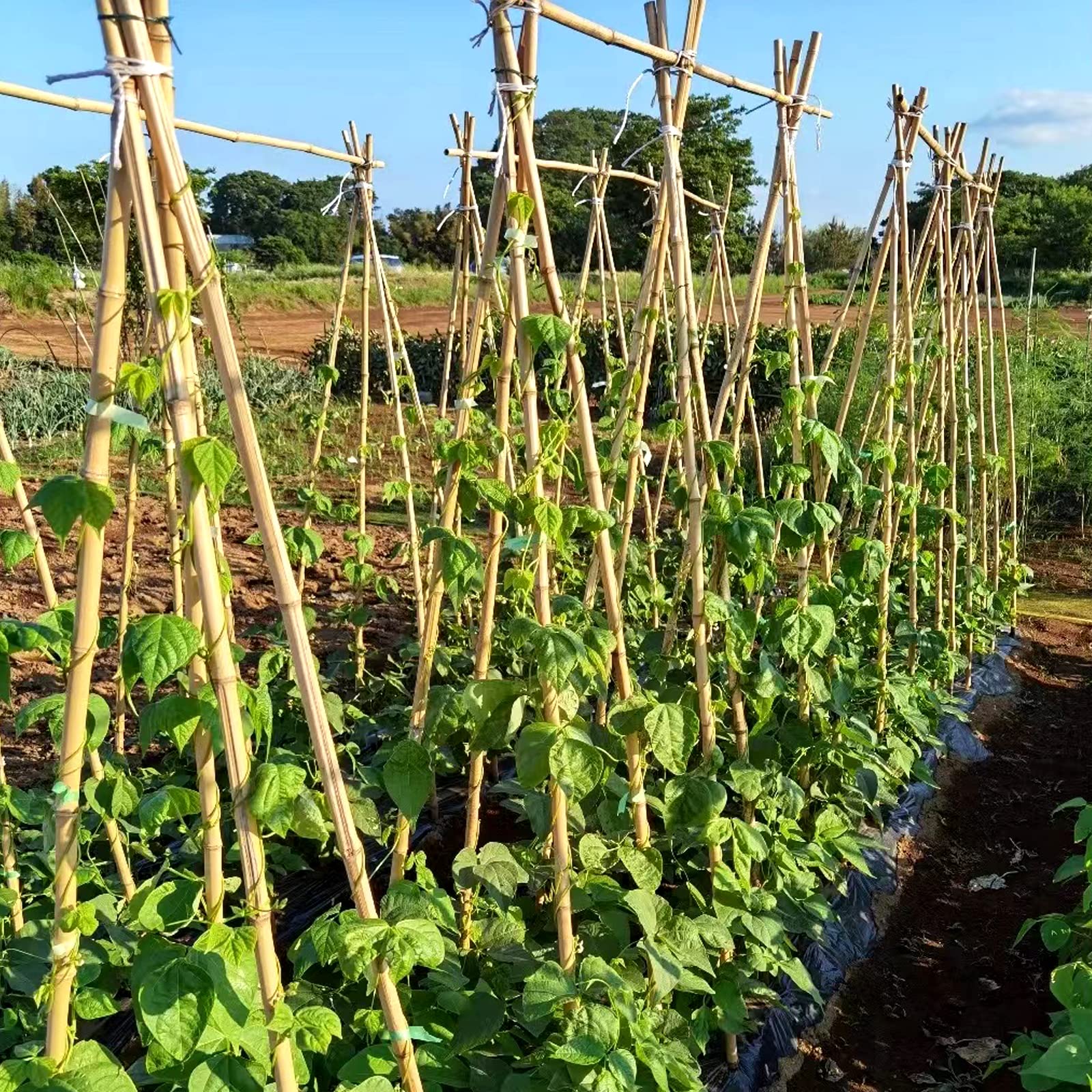 COLOtime bamboo stakes long-lasting and weather-resistant