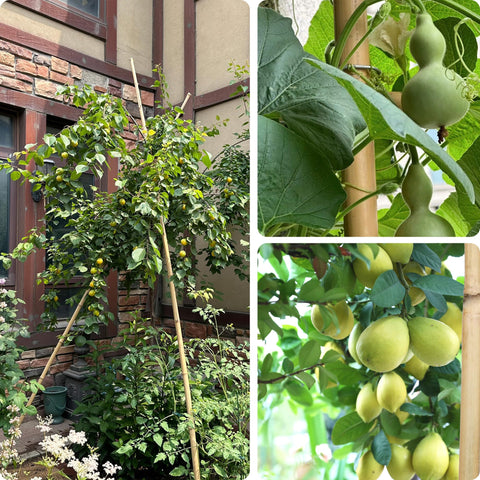 Colotime heat-treated bamboo stays straight and mildew resistant outdoors