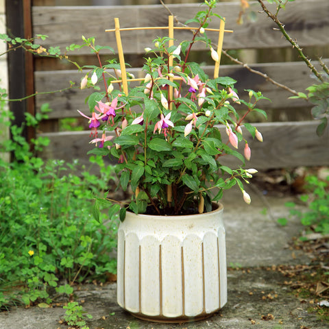 COLOtime Hoya and vine plants trellis helps strong indoor growth.