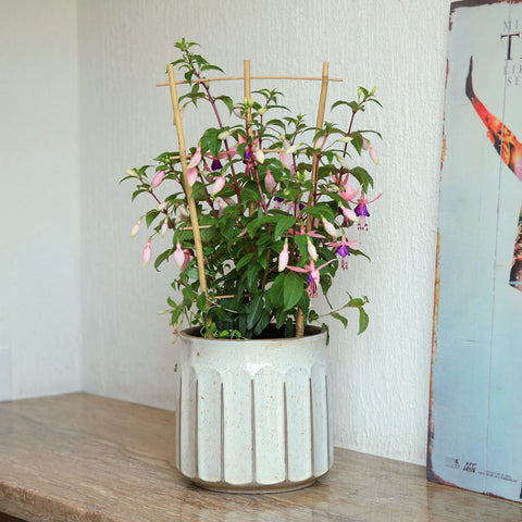 COLOtime orchid climbing trellis provides sturdy support for elegant growth.