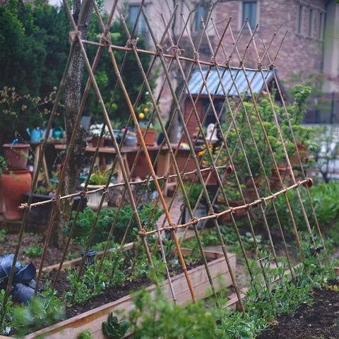 Colotime outdoor garden scene showing plant support stakes in a sunny bed