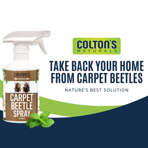 Colton's Naturals Carpet Beetle Spray being applied to carpet edges and baseboards