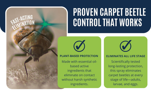 Colton's Naturals Carpet Beetle Spray near baseboards protecting fabrics