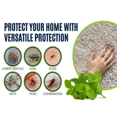 Targeting eggs and larvae with Colton's Naturals Carpet Beetle Spray