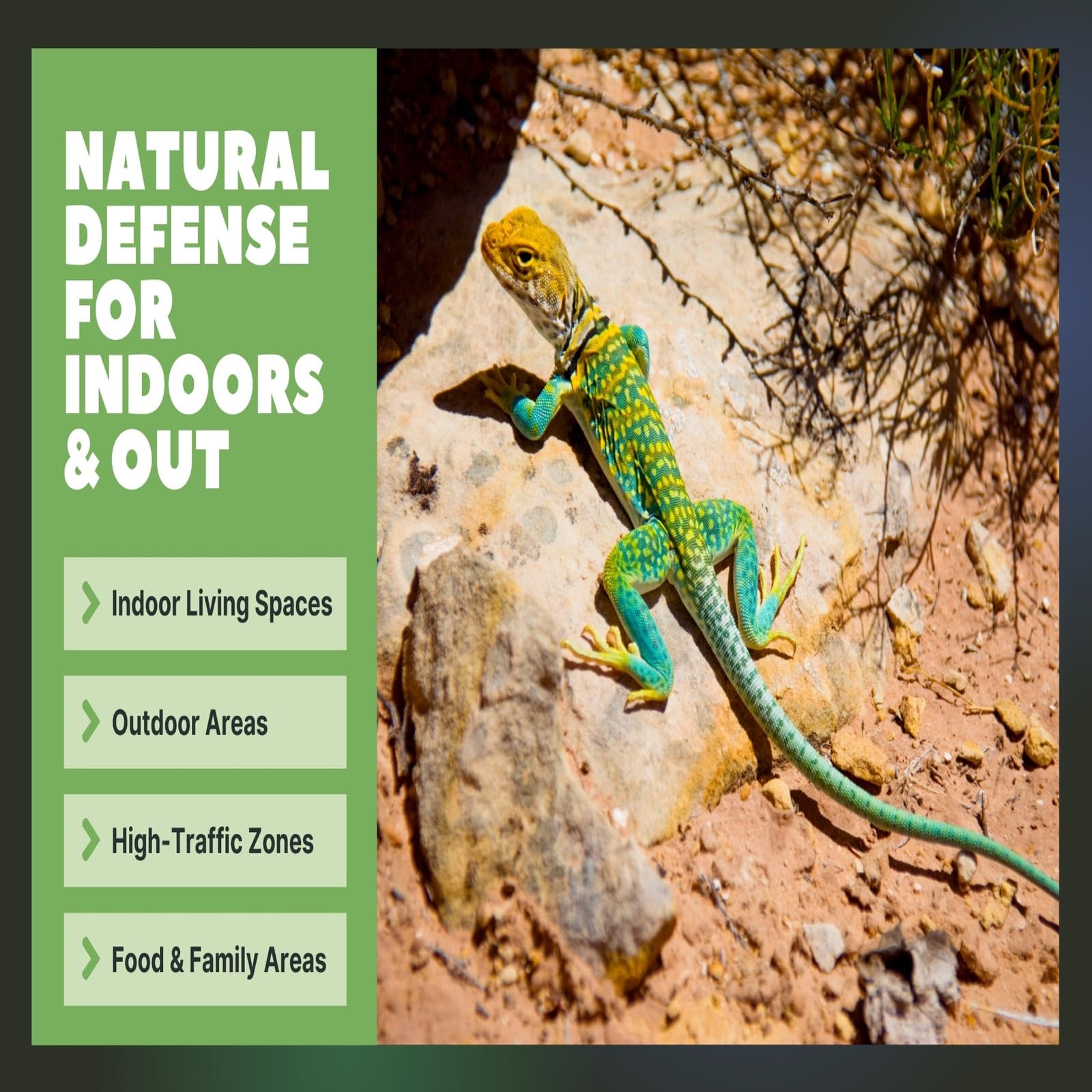 Colton's Naturals lizard repellent indoor-wall spray reduces sightings at doors.