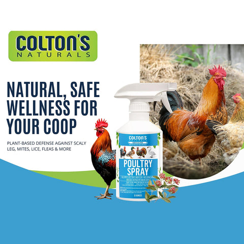 Colton's Naturals Poultry Spray on chickens reducing mites and fleas safely