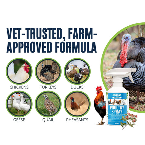 Colton's Naturals Poultry Spray applied on chickens for mite control