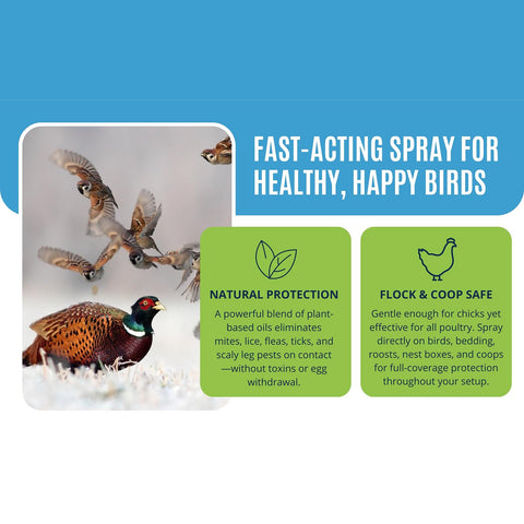 Colton's Naturals Poultry Spray misting in outdoor chicken enclosure