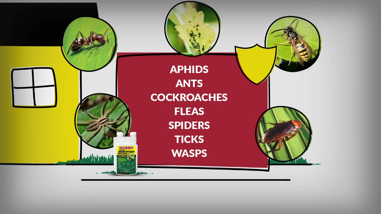 Compare-N-Save bifenthrin concentrate applied indoors and outdoors for pest control