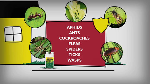 Compare-N-Save bifenthrin concentrate applied indoors and outdoors for pest control