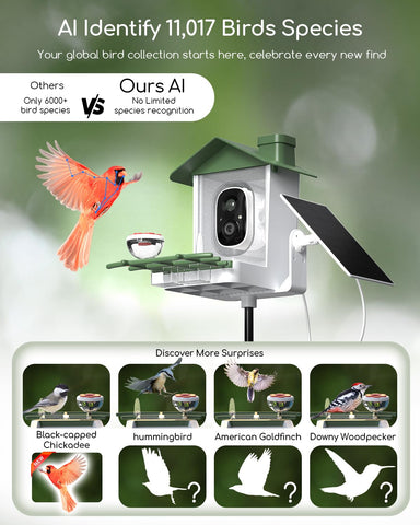 Live video feed from the COOAU bird feeder for real-time watching.