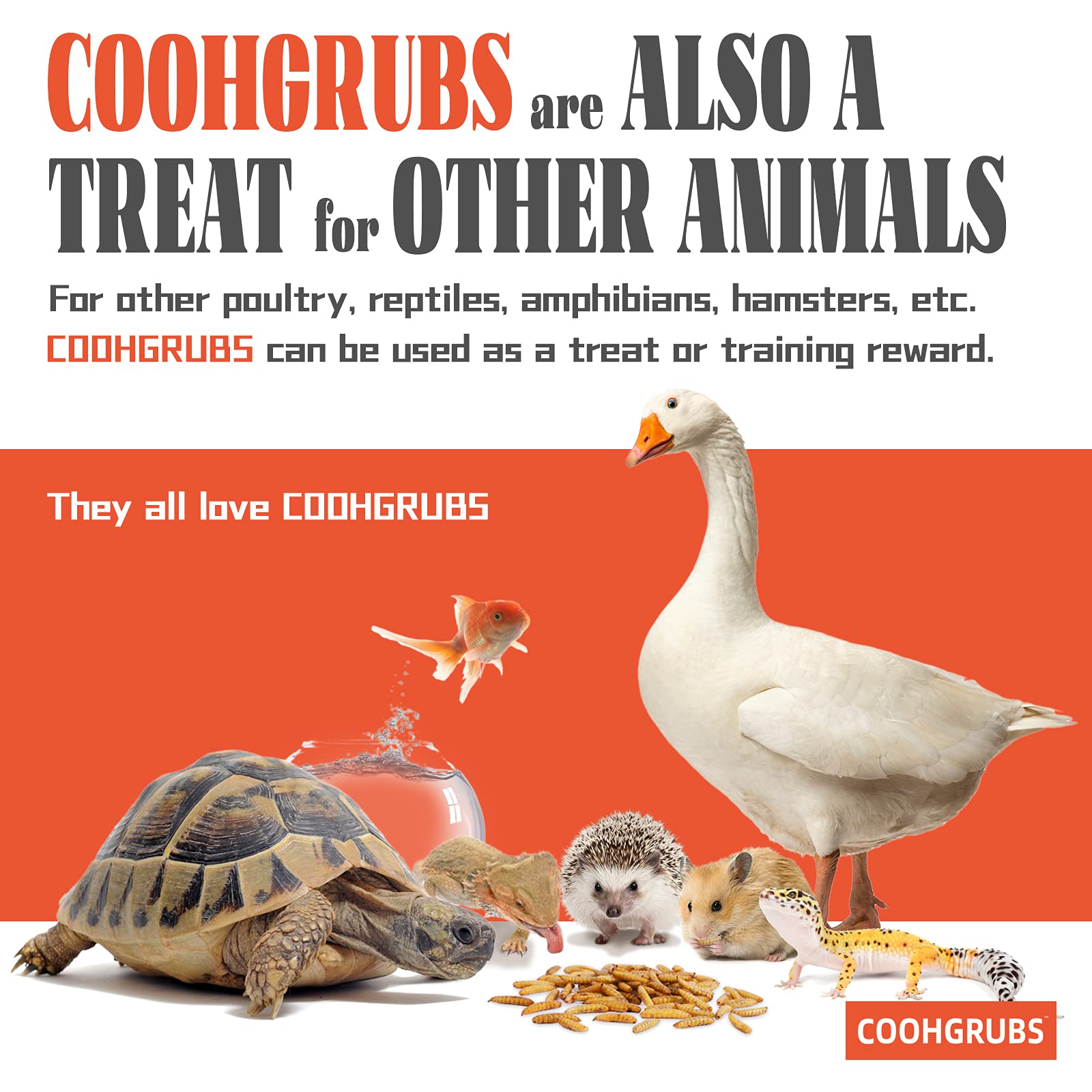 COOHGRUBS encourage foraging and vitality through natural pecking behavior.