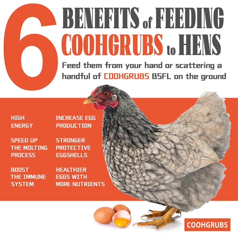 COOHGRUBS protein-rich larvae aid feather regrowth and steady energy.