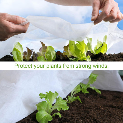 Cookmaster frost cloth over young seedlings protecting delicate starts.