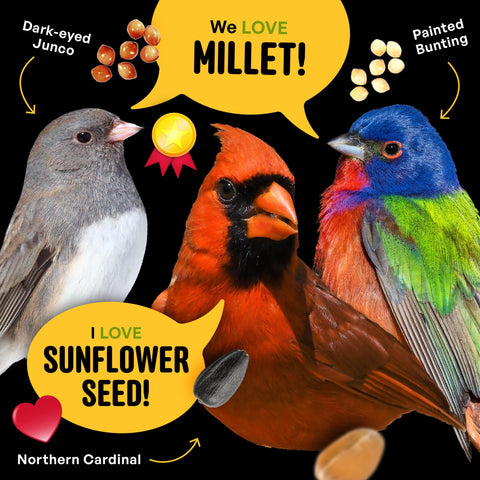 Cool Birds All Birds Blend seed mix for hopper and tray feeders.