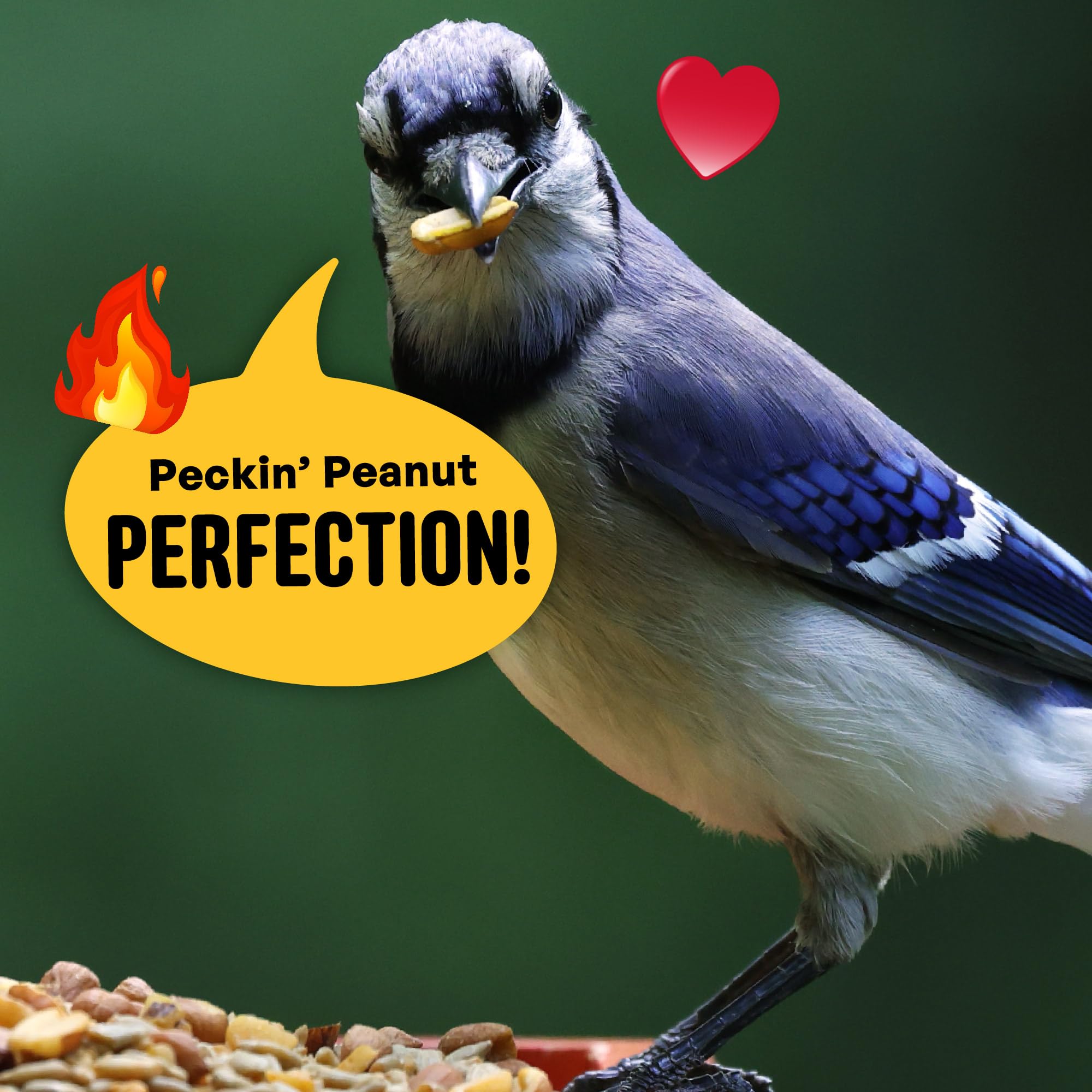 COOL BIRDS birds-cardinals-finches image highlights species variety.