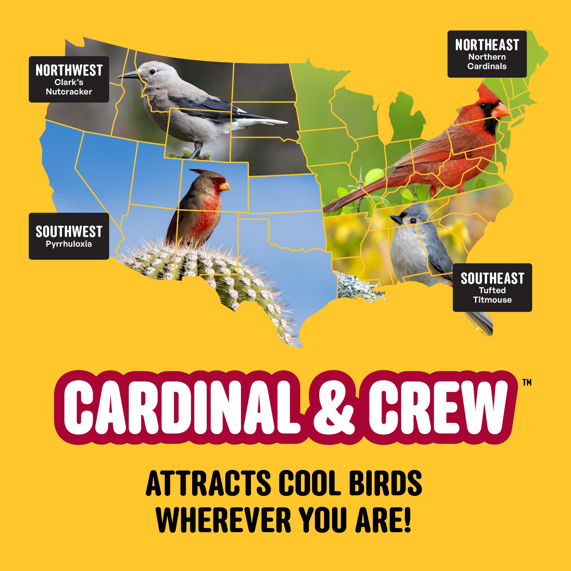 Cardinal and chickadee interacting at a Cool Birds Cardinal & Crew feeder