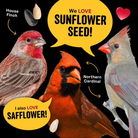 Hopper feeder with Cool Birds Cardinal & Crew mix