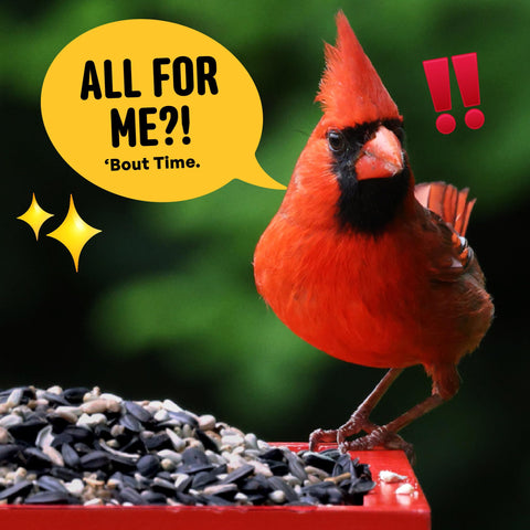 Open bag of Cool Birds Cardinal & Crew being poured for refilling feeders