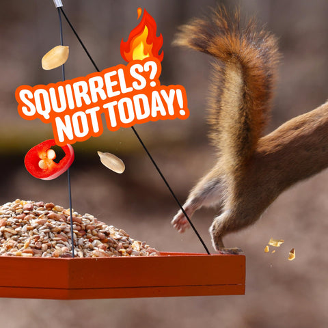 COOL BIRDS deck-patio feeder scene emphasizes tidy outdoor feeding.