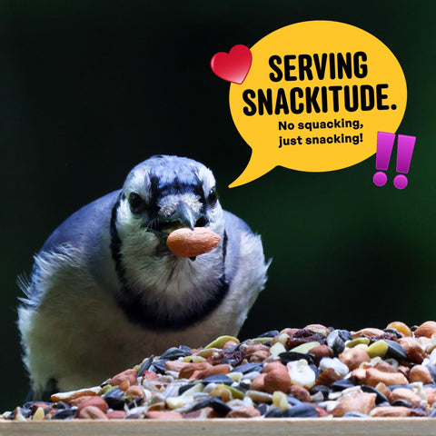 Dried raisins and papaya in Cool Birds Nut & Fruit mix attract fruit-loving birds.