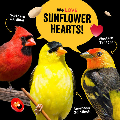 Cool Birds Hearts on Fire seed pouring into a feeder for easy filling