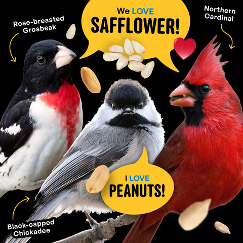 Cool Birds hopper feeder filled with safflower hearts blend