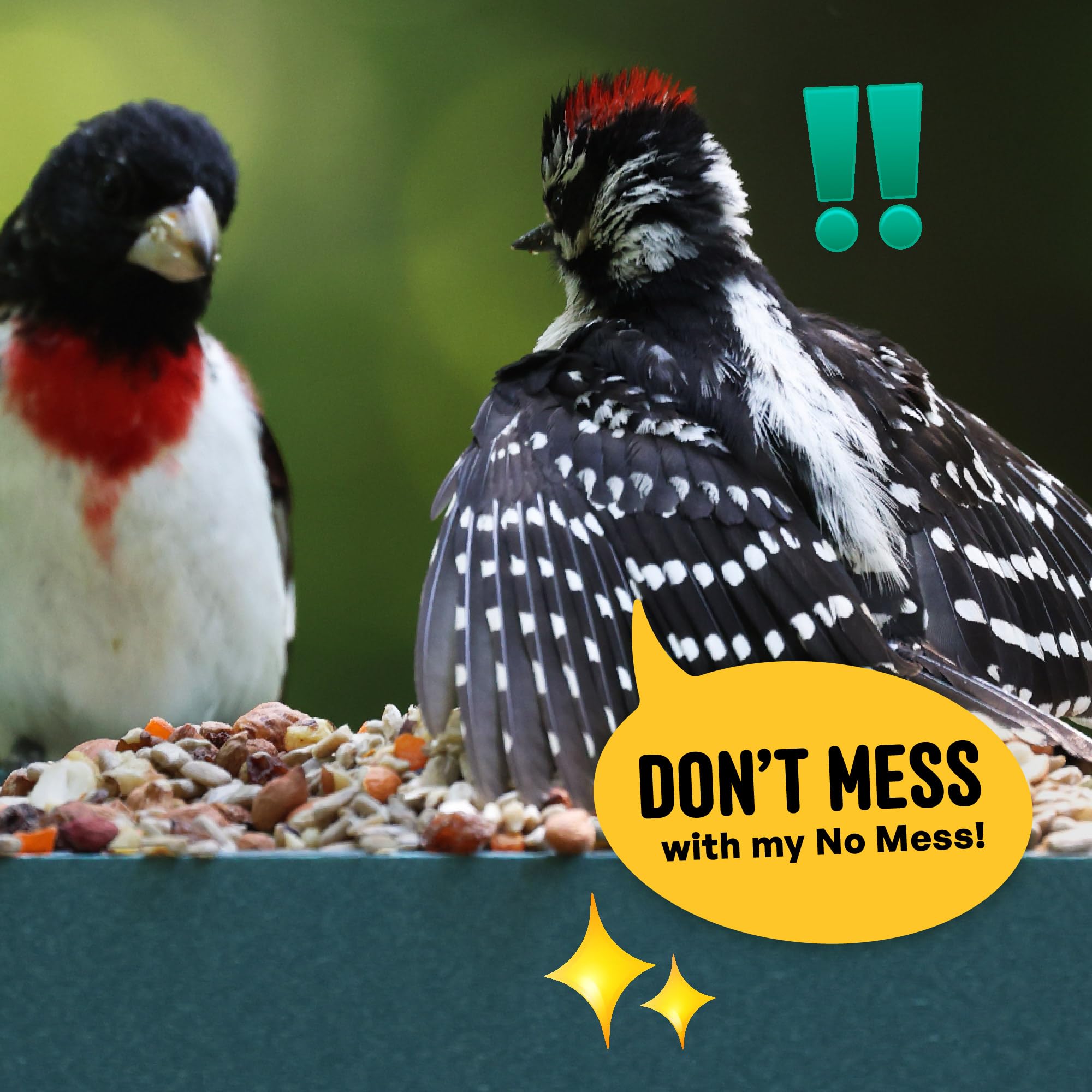  Cool Birds No Mess Fruit Seed in tray feeder shows compatible use.