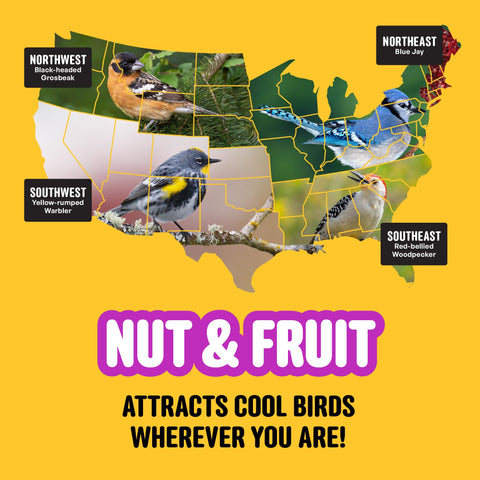 Woodpecker tapping Cool Birds Nut & Fruit at a seed blend.