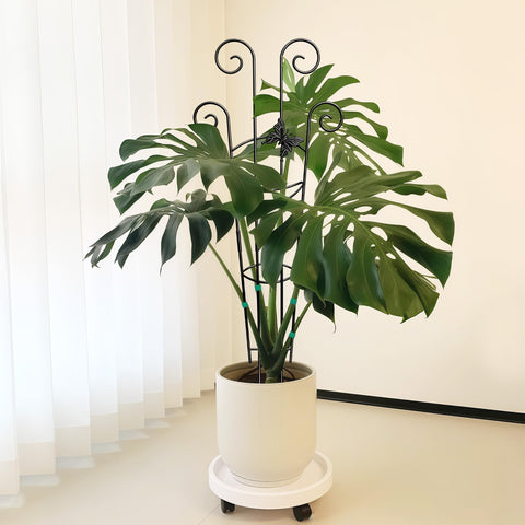 Coomin indoor garden addition keeps vines organized.