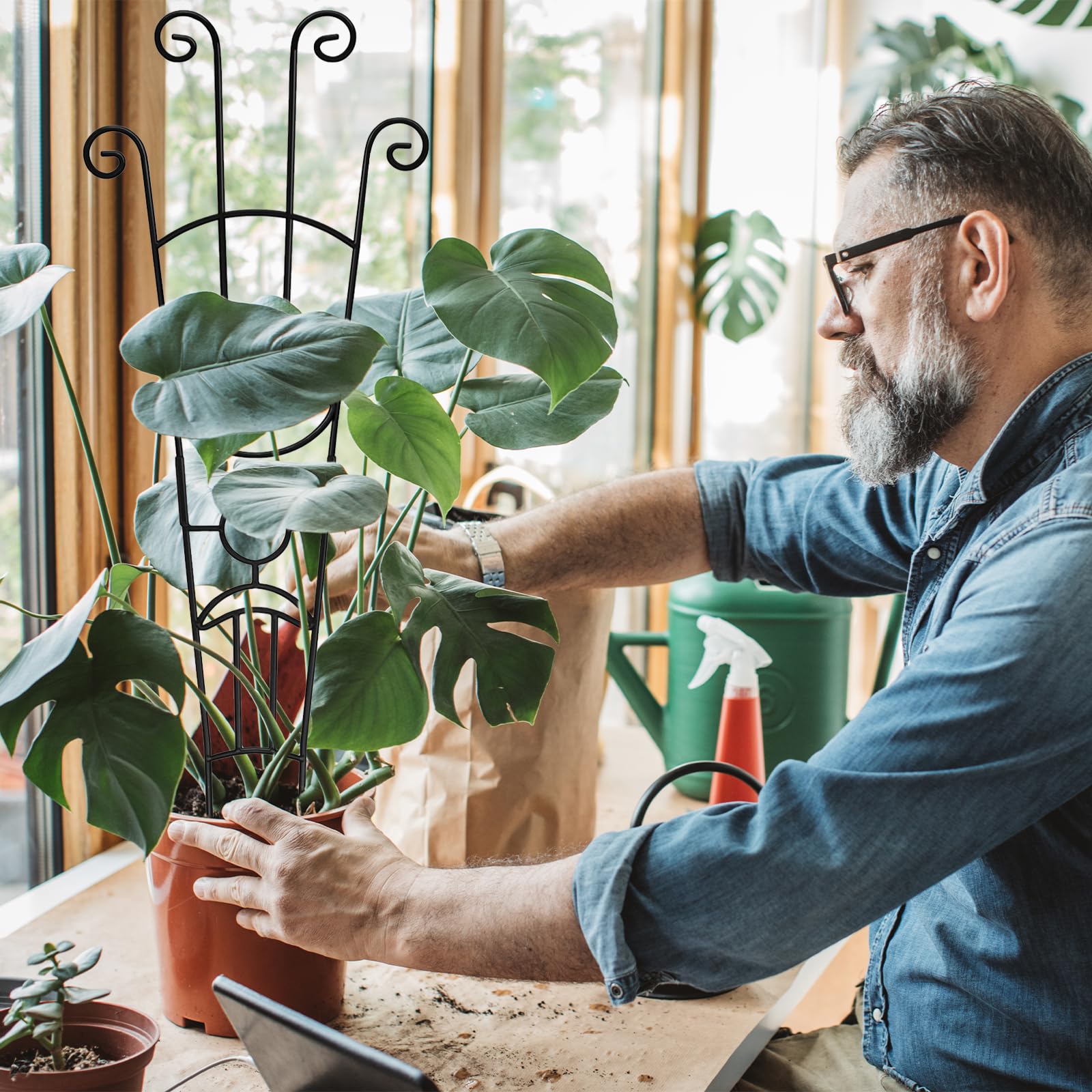 Coomin fits most indoor pots for versatile placement.
