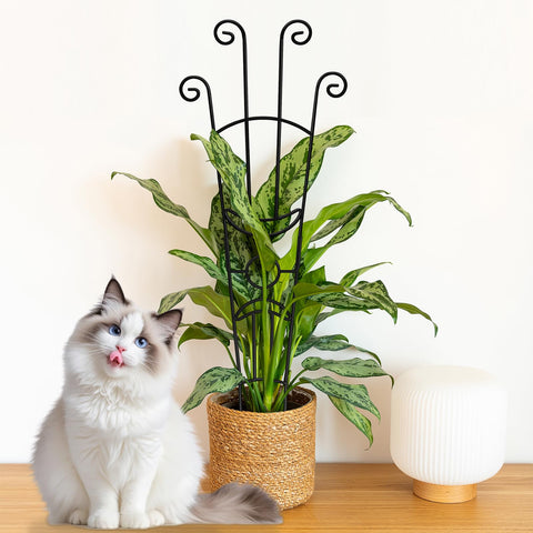 Coomin home-friendly plant support for living rooms or offices.