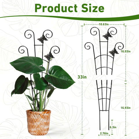 Coomin Monstera lower section forms a stable vertical base.
